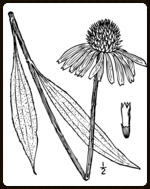 coneflower